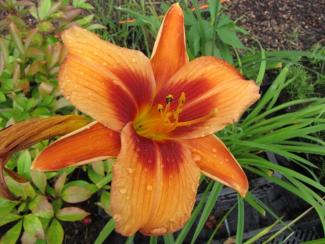 Hemerocallis cult. 'Outrageous'