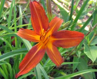 Hemerocallis cult. 'Autumn Red'