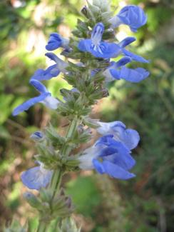 Salvia uliginosa