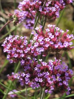 Verbena bonariensis