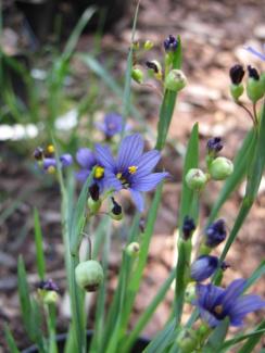 Sisyrinchium angustifolium 'Lucerne'