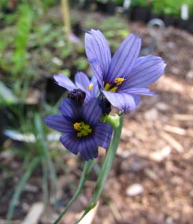 Sisyrinchium angustifolium 'Lucerne'