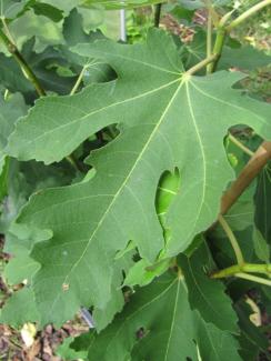 Ficus carica  'Perretta'