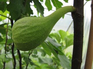 Ficus carica 'Dalmatie'