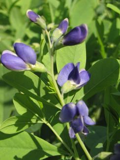 Baptisia australis