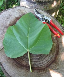 Ficus palmata; Herkunft Kaukasus