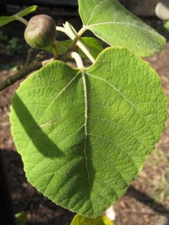 Ficus palmata 'Punjab Selection'