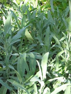 Salvia officinalis 'Grete Stölzle'