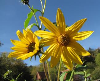 Helianthus tuberosus