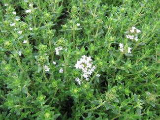 Thymus vulgaris 'Faustini'