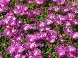 Delosperma sutherlandii