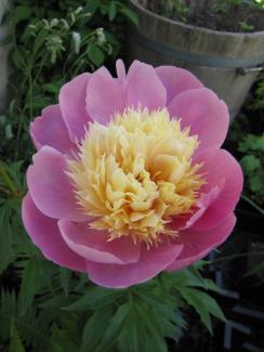 Paeonia lactiflora 'Bowl of Beauty'