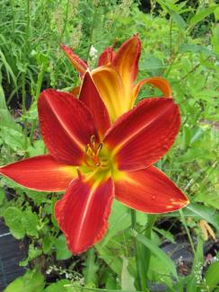 Hemerocallis cult. 'Norton Orange'