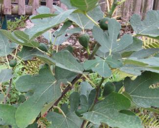 Ficus carica 'Firoma'®;