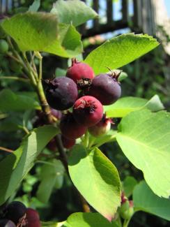 Amelanchier alnifolia 'Honeywood'