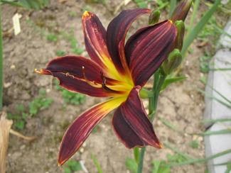 Hemerocallis cult. "American Revolution"