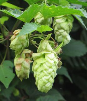 Humulus lupulus 'Fuggle'