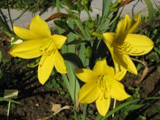 Hemerocallis cult. "Lemon Bells"