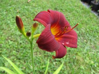 Hemerocallis cult. "Little Joy"