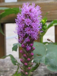 Liatris spicata 'Floristan Violett'