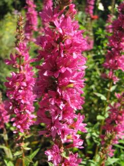 Lythrum salicaria 'Beste Auslese'