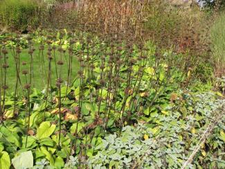 Phlomis russeliana