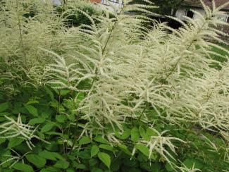 Aruncus dioicus