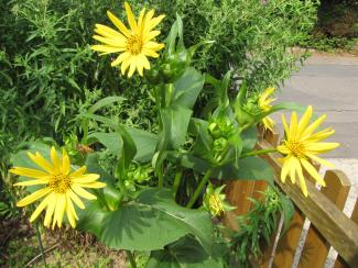 Silphium perfoliatum