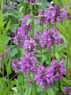 Stachys monnieri 'Hummelo'