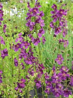 Verbascum phoeniceum 'Violetta'