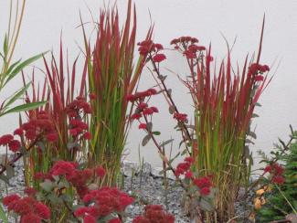 Imperata cylindrica 'Red Baron'