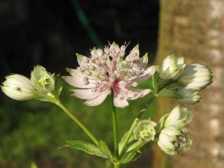 Astrantia major