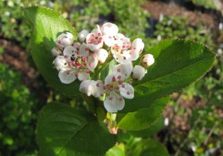 Aronia melanocarpa 'Nero'