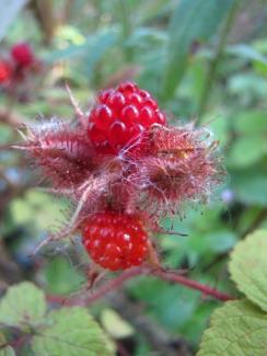 Rubus phoenicolasius