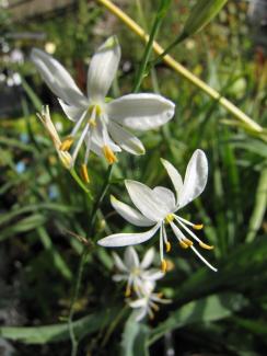 Anthericum ramosum