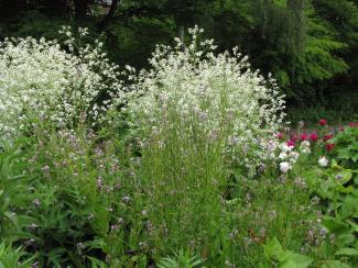 Crambe cordifolia