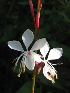 Gaura lindheimeri 'Summer Breeze'