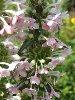 Morina longifolia