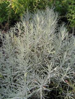 Helichrysum italicum