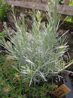 Helichrysum italicum