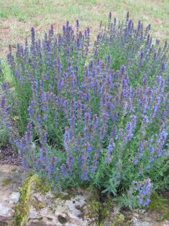 Hyssopus officinalis