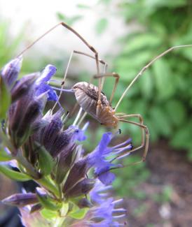 Hyssopus officinalis