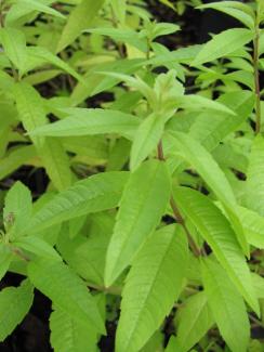 Aloysia triphylla