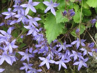 Campanula poscharskyana 'Blue Gown'