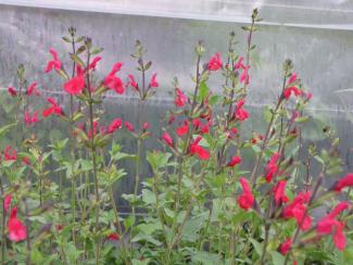 Salvia microphylla