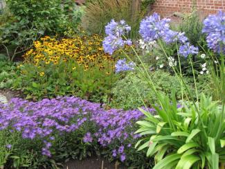 Aster amellus 'Veilchenkönigin'