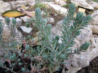 Sedum reflexum