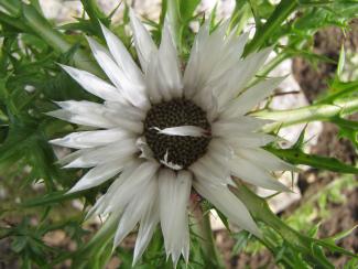 Carlina acaulis ssp. caulescens