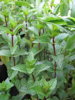 Mentha piperita, Thüringer Minze, Multimentha