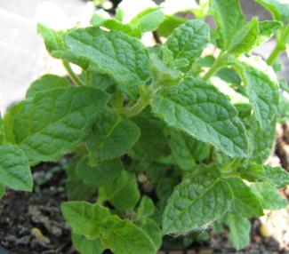 Mentha sp. 'Erdbeerminze'